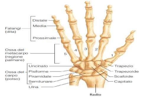 sviluppata e si articola con le ossa del polso e con il radio Il radio ha l epifisi distale più sviluppata dell ulna e anch essa articolata al polso, mentre l epifisi prossimale presenta la testa