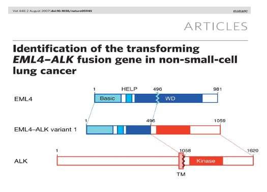 Il gene di fusione EML4-ALK Identificato nel NSCLC nel 2007 4-6% dei NSCLC Non