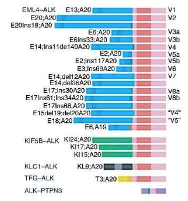 Non tutti gli ALK+ sono uguali Almeno 15 varianti della fusione EML4- ALK sono state
