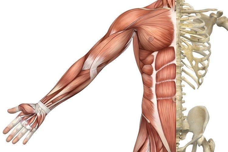 IL SISTEMA MUSCOLARE è costituito da muscoli volontari (quelli che si muovono per nostra volontà, come i muscoli dei polpacci) e involontari : questi ultimi ricoprono le pareti degli organi interni,