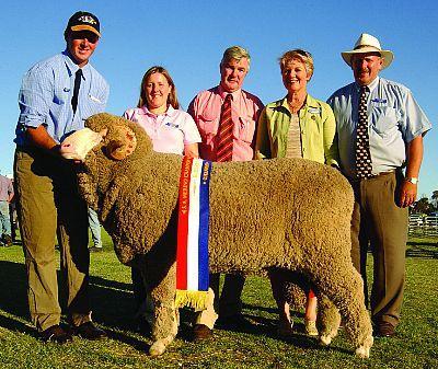 RAZZA MERINO Le origini di questa razza sono da rintracciare nella penisola iberica, ma oggi l Australia è il maggior produttore ed esportatore di lana