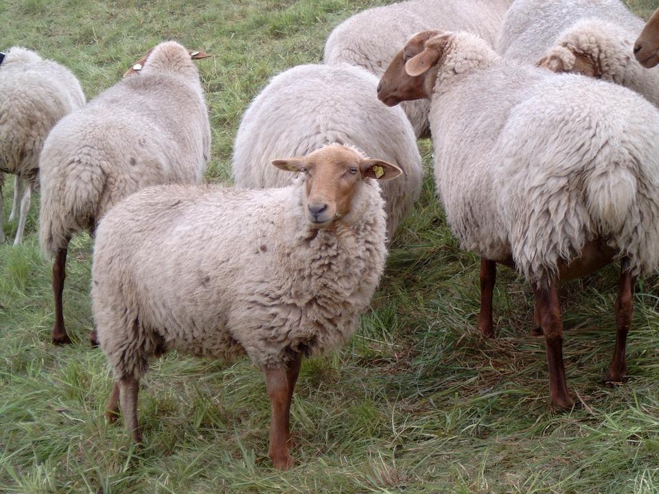 RAZZE INCROCIATE derivano da incroci fra pecore merino e razze locali; producono una fibra