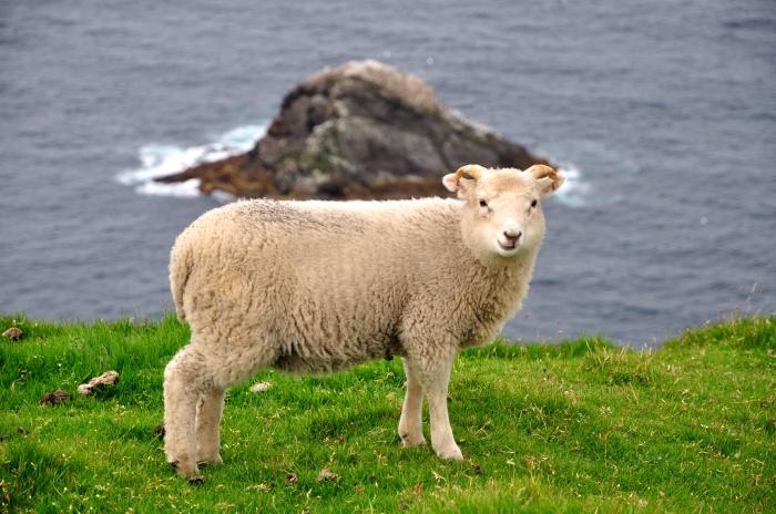 RAZZE INDIGENE Sono numerose e molto diffuse; producono una lana lunga (20-40