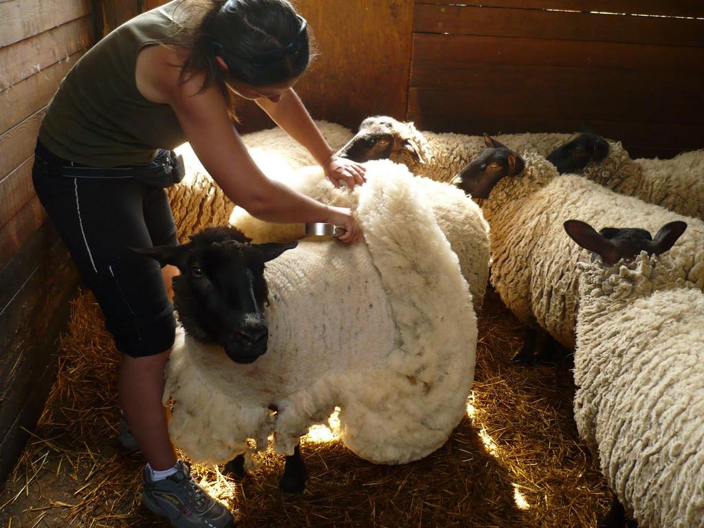 LA TOSA La tosatura è un operazione che permette di dividere il vello dal corpo dell animale.