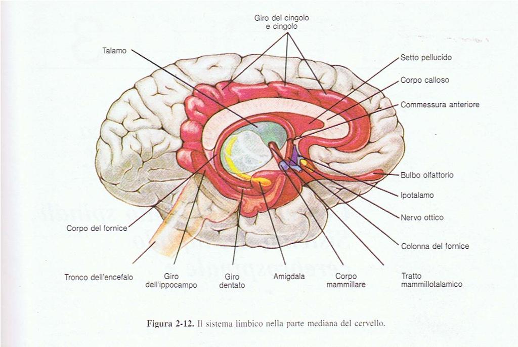Sistema limbico: amigdala, ippocampo, regola