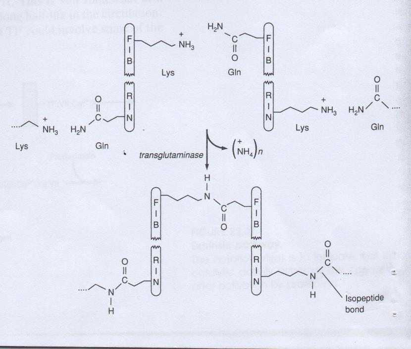 Il polimero di fibrina è stabilizzato da legami covalenti