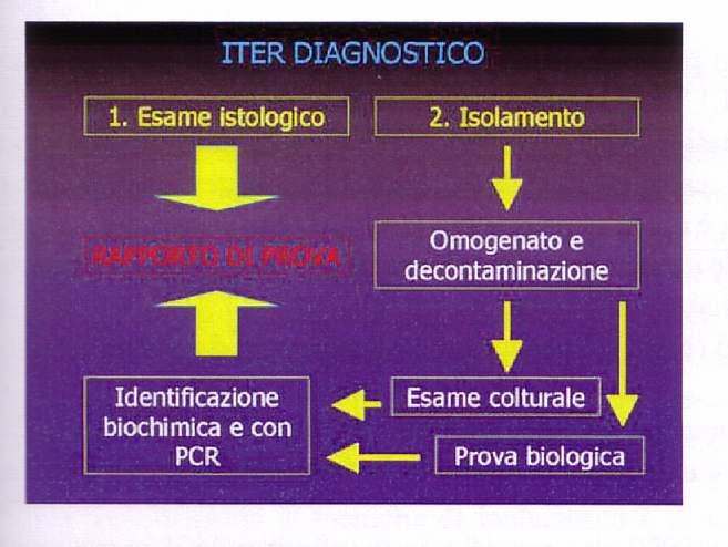 DIAGNOSTICA MICROBIOLOGICA