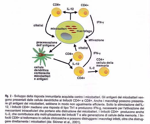 PATOGENESI TUBERCOLOSI - II