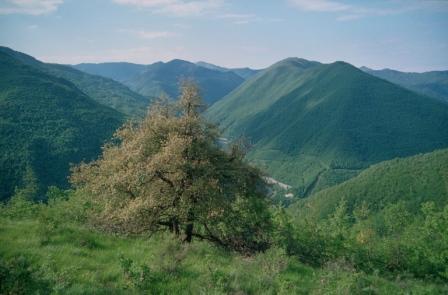 L uso energe+co della biomassa forestale nei territori montani