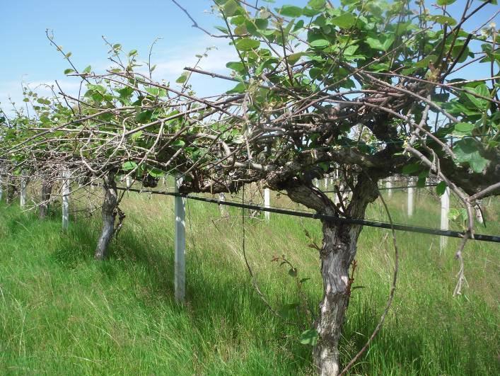 zone più anticipate (Nizza Monferrato, Canelli ecc). Non sono necessari trattamenti specifici in questo periodo. SUSINO frutto giovane (I) Monilia Vedi pesco.