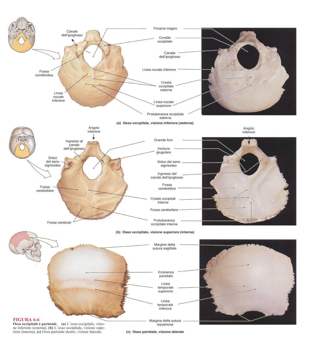 CLIVO (Sincondrosi (sinostosi) con corpo dello sfenoide) Occipitale - Impari - Situato post/inf - Si articola con sfenoide, parietali, temporali e atlante Costiuto