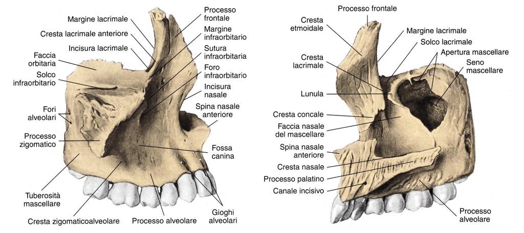 Ossa mascellari - Cavità orbitarie - Cavità nasali - Cavità buccale - Accoglie i denti superiori Costituite da: - 1 CORPO - 4 PROCESSI (A e N