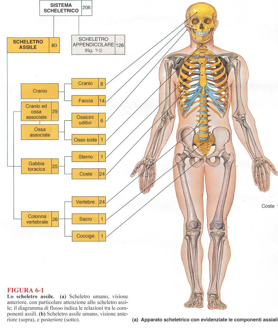 SCHELETRO ASSILE: Cranio (ed ossa associate), Colonna vertebrale, Gabbia toracica (coste e sterno) (80 ossa) SCHELETRO
