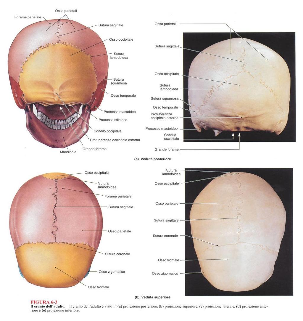 Articolazioni cranio Volta Suture (sinartrosi fibrose) -> sinostosi Suture dentate Suture