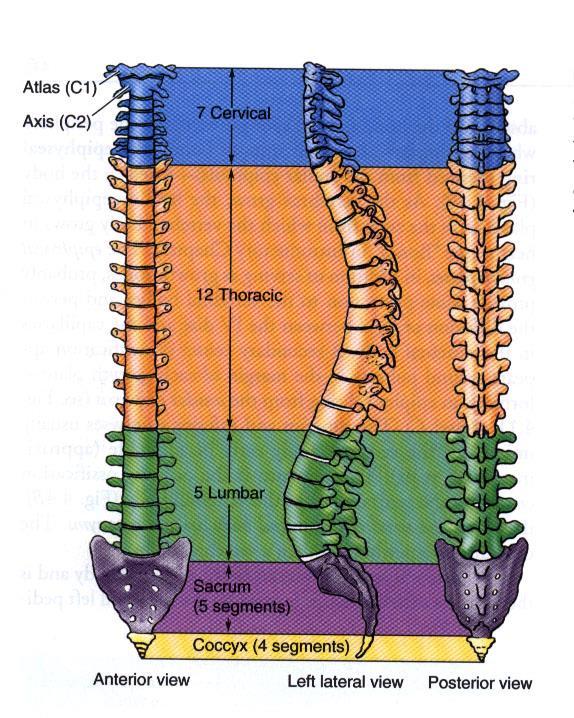 Colonna Vertebrale in toto Curve fisiologiche della Colonna Vertebrale: si sviluppano sul piano sagittale