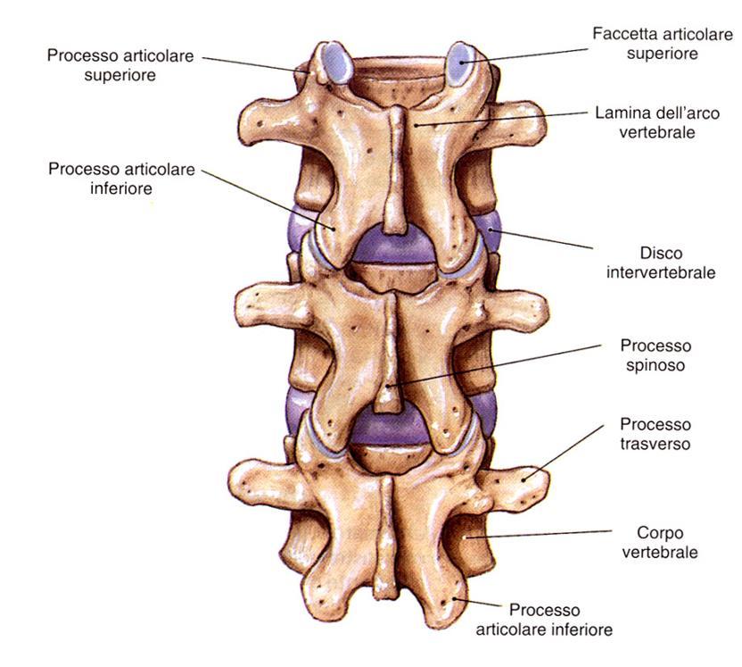 ARTRODIA Articolazioni zigapofisarie Tra i processi articolare superiore ed inferiore di due vertebre