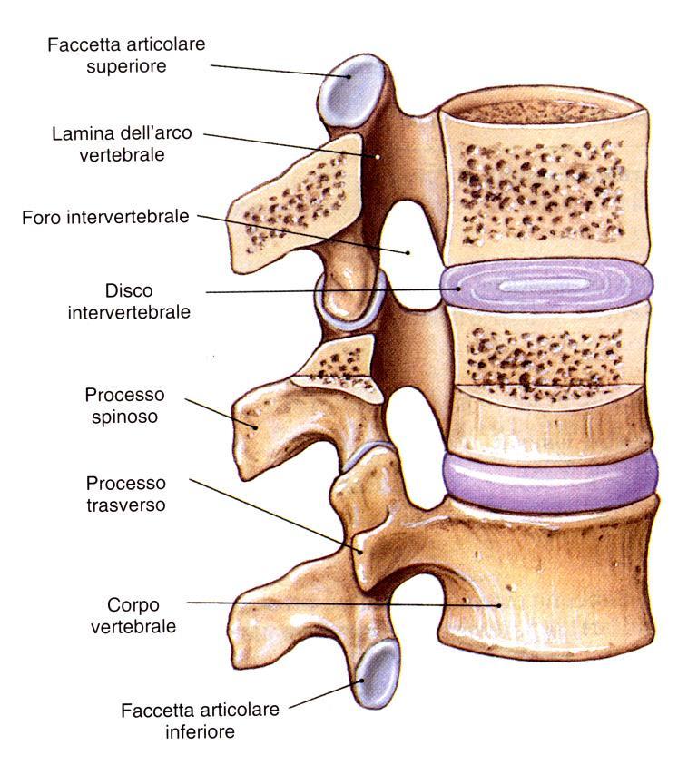 SINFISI Articolazioni intersomatiche Fra i Piatti vertebrali di due vertebre contigue e il disco