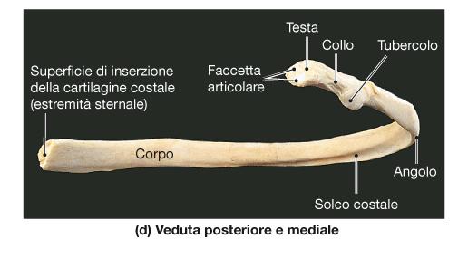 COSTE Le coste sono ossa allungate, piatte e curve in cui si distinguono un corpo, due estremità, sternale e vertebrale, e un collo che precede l estremità vertebrale - testa - e da cui si proietta