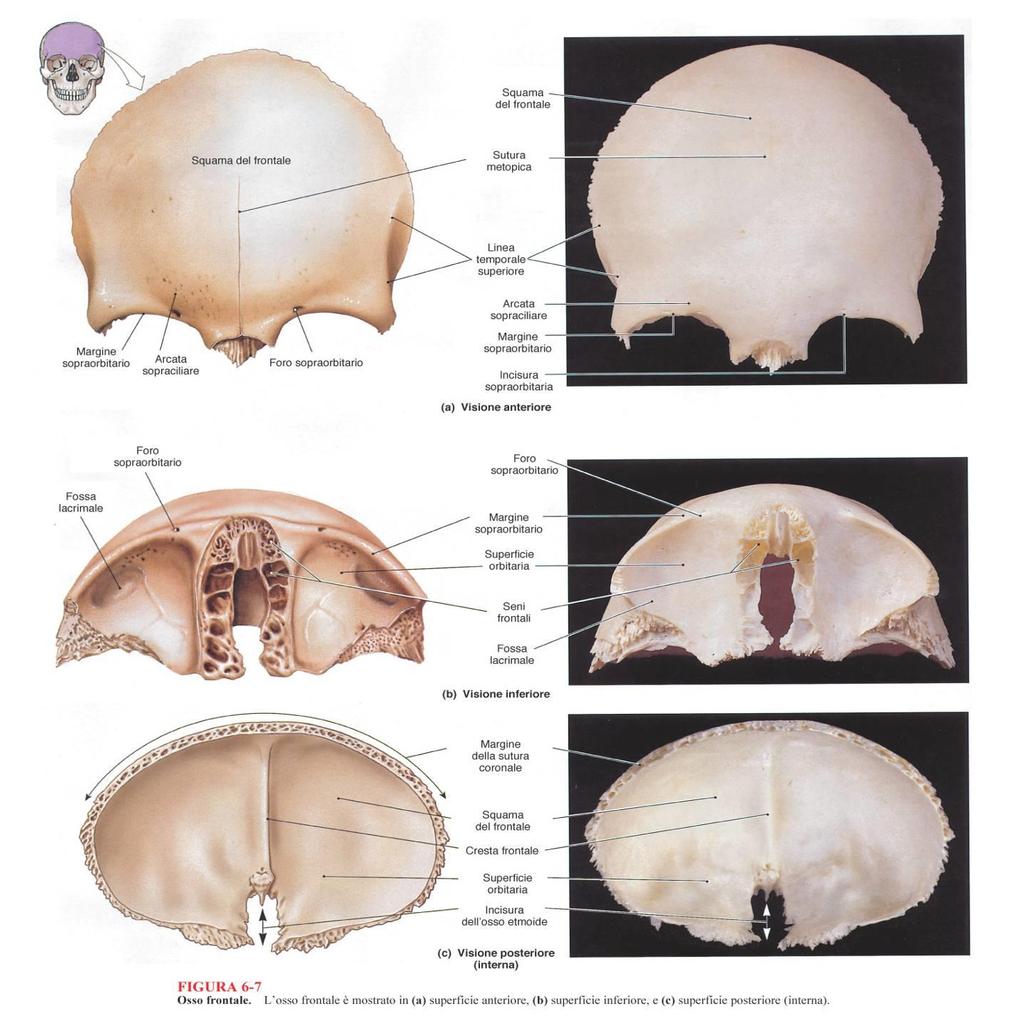 Frontale Margine nasale Bozze frontali Impari mediano Concorre alla formazione della volta delle orbite Processo zigomatico (Arteria e nervo
