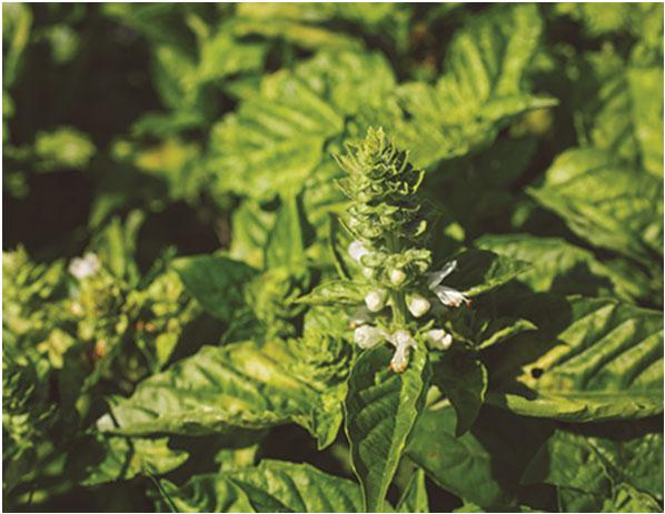 con le erbe officinali Sale grigio integrale del Guerande, salvia*, semi di aneto*,