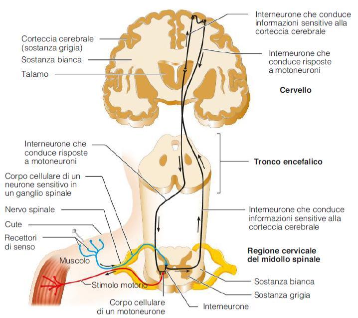 Lesione spinale impedisce la conduzione degli impulsi nervosi lungo i fasci di fibre del midollo stesso.