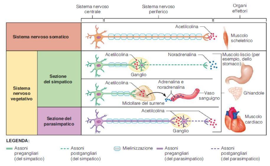 Le componenti del sistema nervoso periferico: vie motrici Il sistema nervoso autonomo (SNA) riceve gli stimoli dai neuroni sensitivi autonomi.