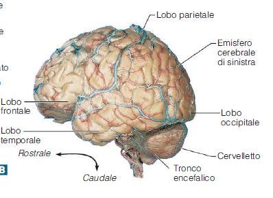 La superficie degli emisferi è costituta dalla corteccia cerebrale (2-4 cm spessore), al di sotto si trovano isole di sostanza grigia detti nuclei della base con la funzione di produzione di