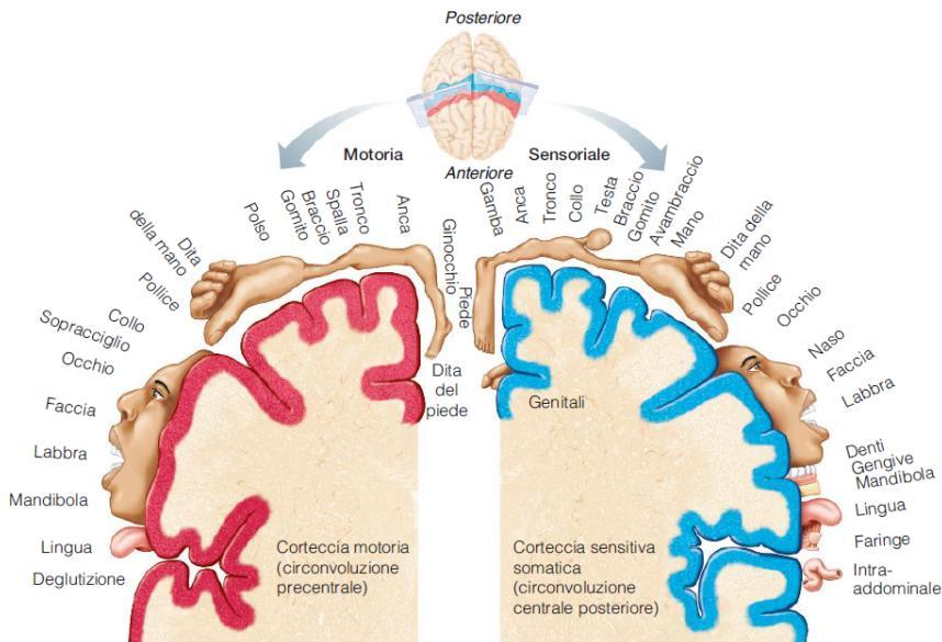 Homunculus motorio e sensitivo, non tutti i muscoli hanno lo stesso grado di rappresentazione sulla corteccia.