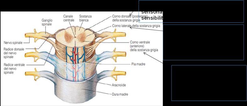 Il mesencefalo collega il ponte al diencefalo. La parte anteriore del mesencefalo è composta da una coppia di grossi fasci di fibre detti peduncoli cerebrali.