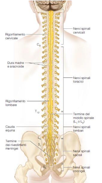 SNC Il midollo spinale Il midollo spinale è la continuazione del tronco encefalico. È racchiuso nella colonna vertebrale, avvolto e protetto dalle meningi.