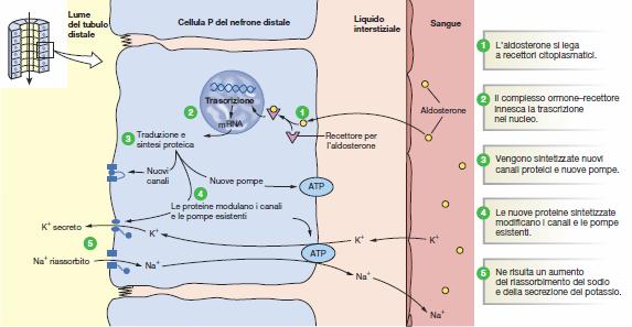 Meccanismo d azione dell aldosterone L aldosterone è un ormone steroideo sintetizzato al livello della corteccia surrenale il cui effetto principale è riassorbimento Na e