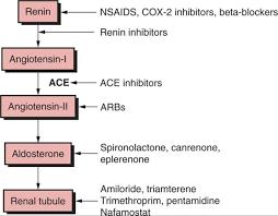 Farmaci che provocano iperkalemia interferendo con l asse RAAS FANS (NSAIDS): bloccano la sintesi di prostaglandine.