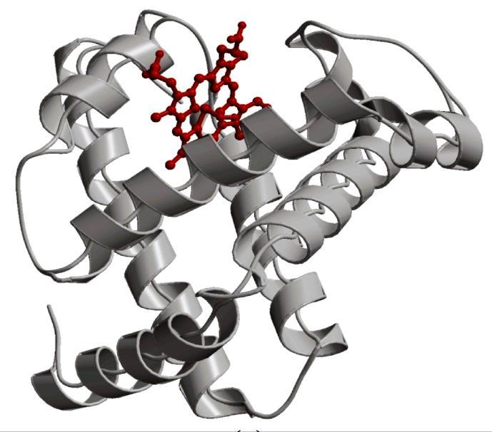 La maggior parte del lavoro chimico di una cellula (sintesi, trasporto, metabolismo), avviene grazie all azione delle PROTEINE GLOBULARI.