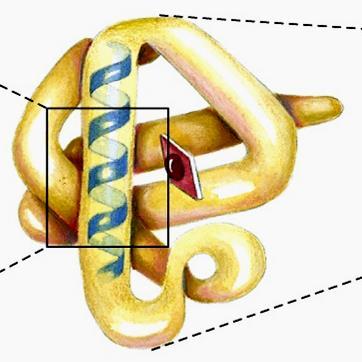 STRUTTURA PRIMARIA La struttura primaria rappresenta il primo livello di organizzazione di una proteina, ciò nondimeno è importantissima in quanto da essa