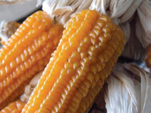 Cereali (WP5) Mais: Sponcio Il mais Sponcio è un antica varietà tradizionale a impollinazione libera della Val Belluna, Il colore arancione vivo dei