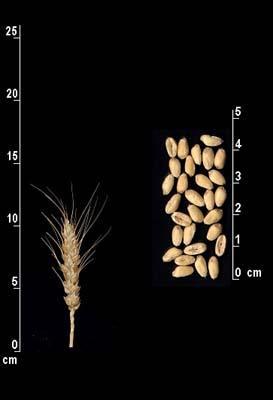 Cereali (WP5) Frumenti: Canove,