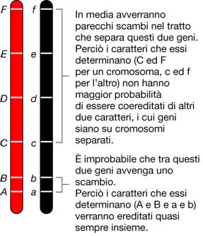 Alleli a loci localizzati sullo stesso cromosoma ma