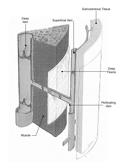 Anatomia del sistema vascolare Vene Perforanti Tessuto subcutaneo Circolo profondo Circolo superficiale Mettono in comunicazione il circolo superficiale con il