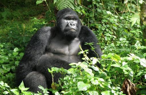 UGANDA I parchi e i gorilla di montagna Tra panorami incredibili, animali della savana, gli scimpanzé e i gorilla di montagna 10 giorni Attraverso gli scenografici Parchi Nazionali dell Uganda che si