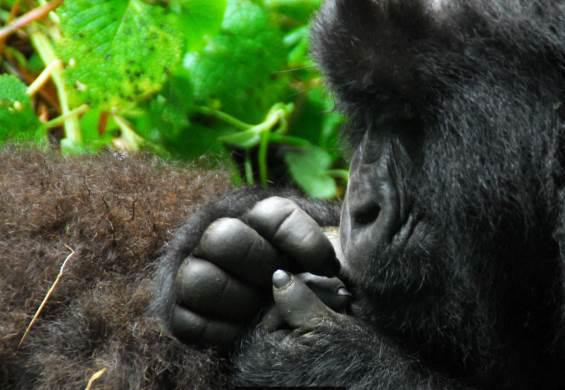 I coni vulcanici svettano: alcuni sono proprio sul confine, altri in Rwanda e altri ancora in Congo. Si raggiunge in serata Bwindi. Sistemazione al lodge per il pernottamento.