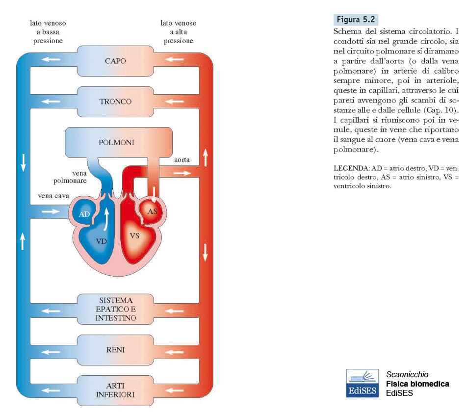 Piccolo e grande circolo Il cuore si può considerare come l insieme di due pompe che lavorano in serie su tratti diversi del circuito,