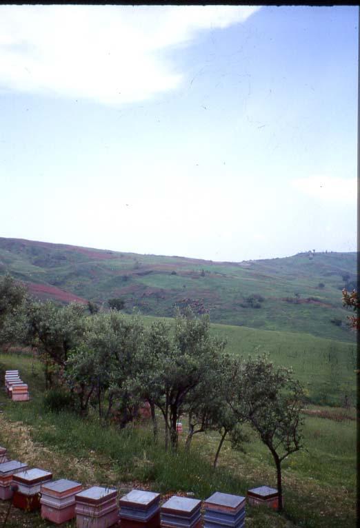 2 aprile 2006 Lucia Piana 12 Il termine minimo di conservazione Il termine non è stabilito legalmente E di responsabilità del produttore E il termine entro il