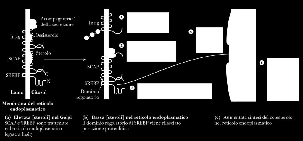 SREBP (Sterol Regulatory Element Binding Protein) Fattore di trascrizione che regola l espressione