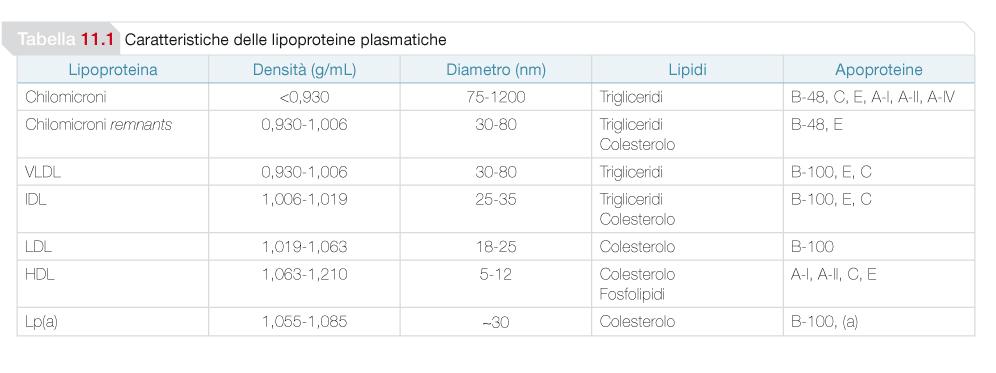 LE APO-LIPOPROTEINE Partecipano alla biosintesi delle particelle Svolgono un ruolo Strutturale Attivano o