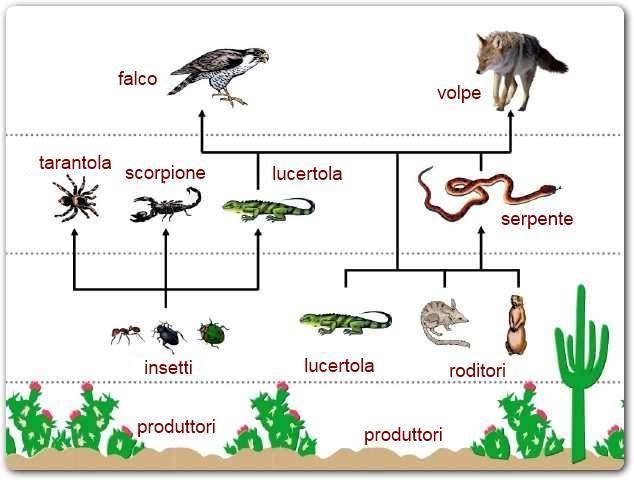 La rete alimentare Una rete alimentare rappresenta la naturale estensione del concetto di catena alimentare.