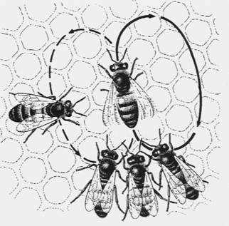 Gionata Stancher CIMeC AnimalCognitionand Comparative