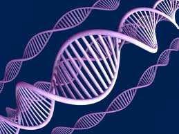 Ricerca del DNA batterico con real time PCR Test di conferma (laboratorio di riferimento) Real time PCR multiplex