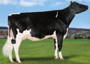SUPERSIRE (ROBUST X PLANET) rose supershot MB88 (SUPER) CLASSICSH V87 (SHOTTLE) P LONMOOR DKR ILARY V88 - Longmoor Holsteins, Regno Unito STANTONS CALL SOMEBODY P84 - Stanton Farm, Canada IRONEN