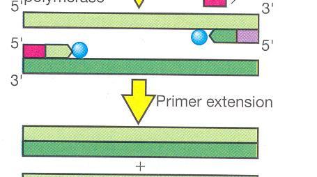 Come si dirige una proteina nello spazio periplasmatico? GGATCCATG-seq cod.