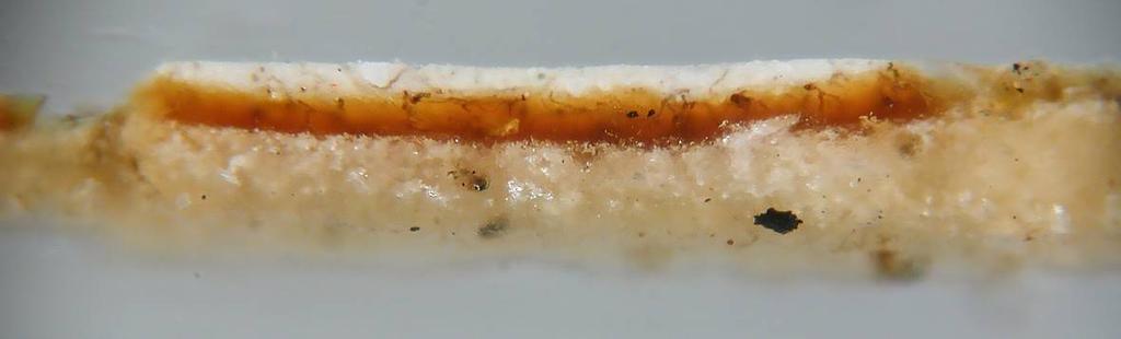 Strato bruno-aranciato (30-35 µm):